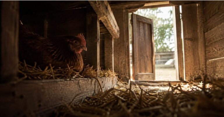 A hen on a straw nest in a dim wooden henhouse, the scene from the Jane Goodall story